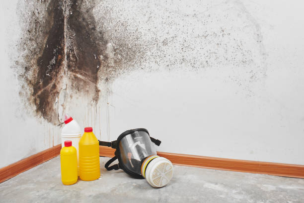 Best Local Mold Removal Service  in Clayton, NM