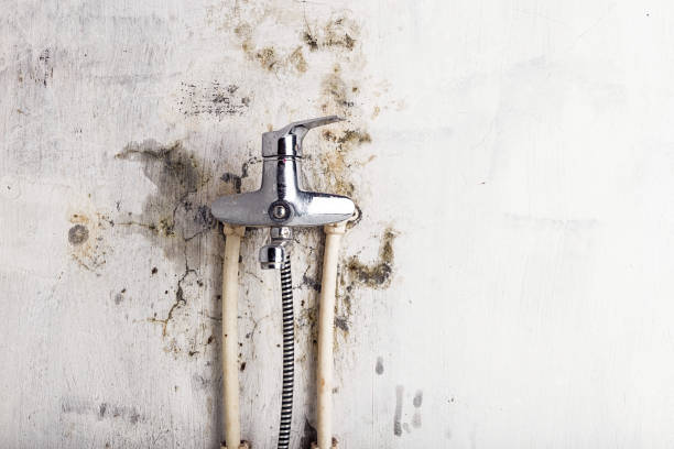 Best Mold Removal Company Near Me  in Clayton, NM