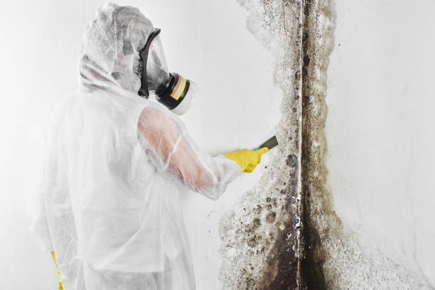 Best Mold Testing  in Clayton, NM
