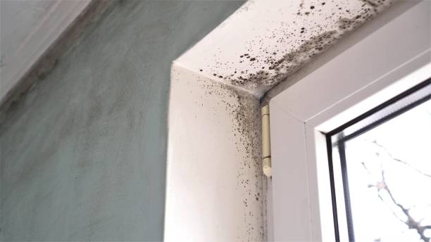 Best Residential Mold Removal  in Clayton, NM
