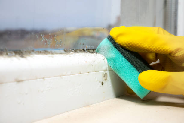 Best Mold Damage Repair  in Clayton, NM