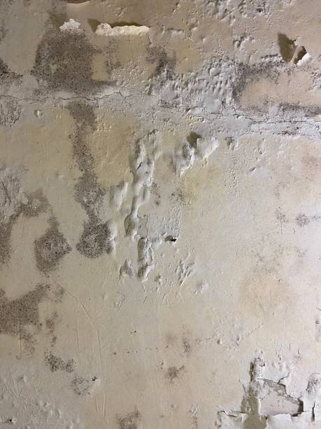 Home Mold Removal in Clayton, NM