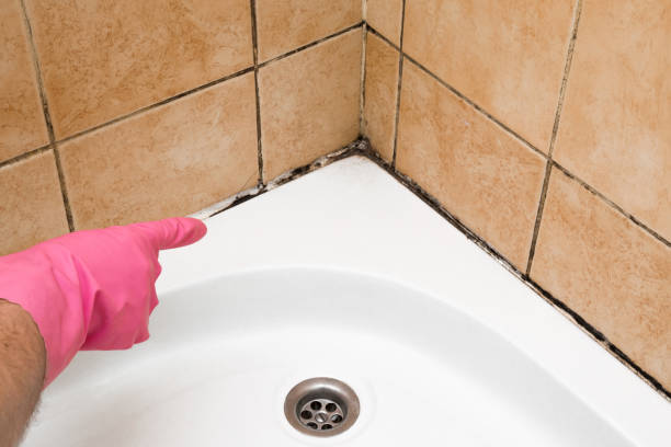 Professional Mold Removal in Clayton, NM