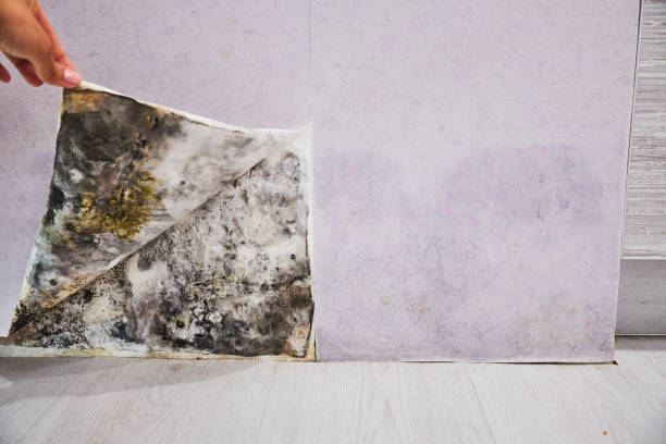 Best Toxic Mold Removal  in Clayton, NM